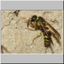 Ancistrocerus nigricornis - Lehmwespe 21a am IH beim Lehm holen.jpg